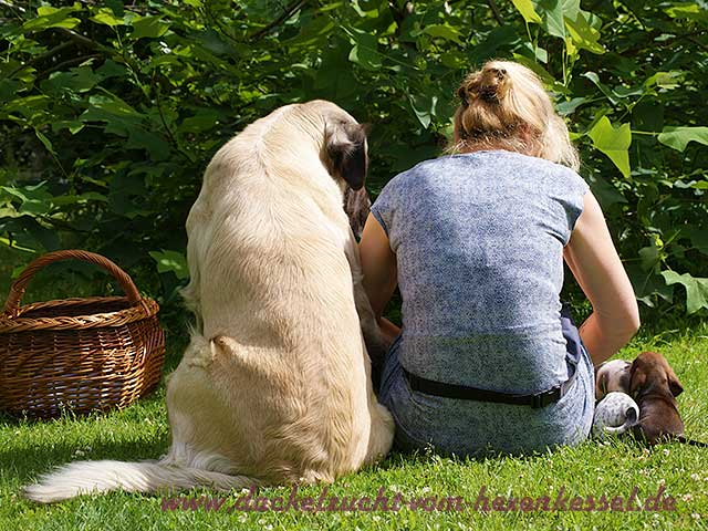 Picknick mit Hund im Schatten