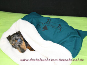 schlafender Schwarztiger Dackel in grünem Schlafsack